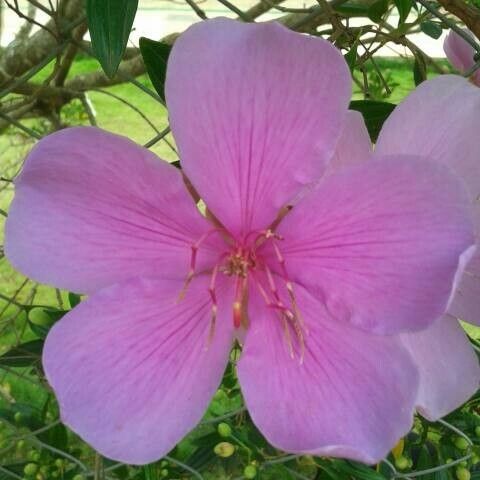 Tibouchina granulosa Žiedas