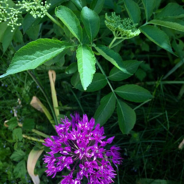 Allium ampeloprasum Квітка