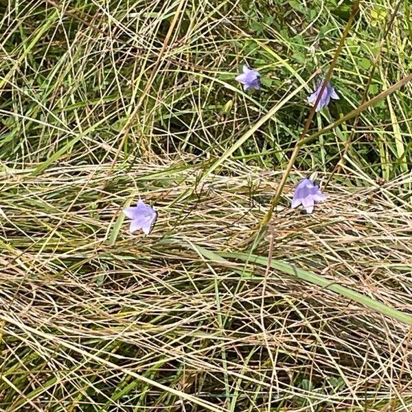 Campanula rotundifolia Habit