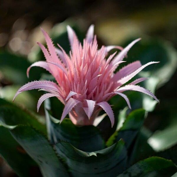 Aechmea fasciata Çiçek