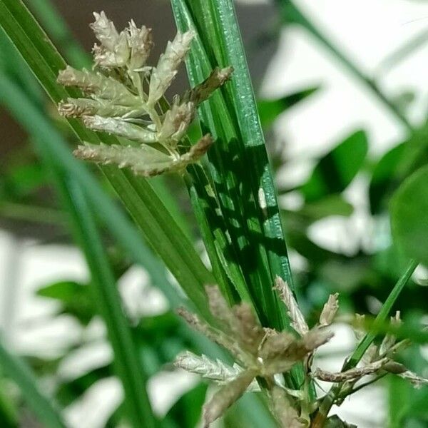 Cyperus esculentus Frucht