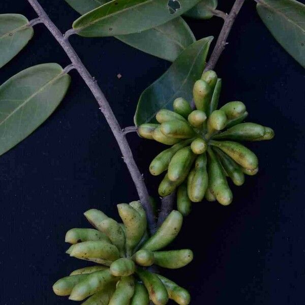 Xylopia aromatica Leaf