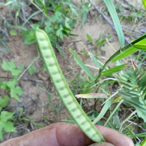 Chamaecrista fasciculata Fruit