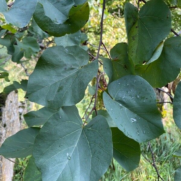 Cercis siliquastrum Blad