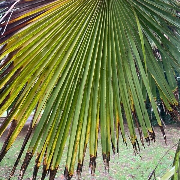 Trachycarpus fortunei Листок