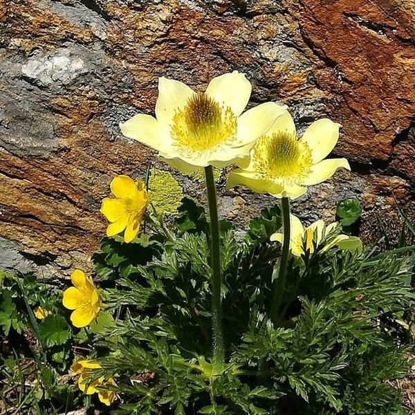 Pulsatilla alpina Habit