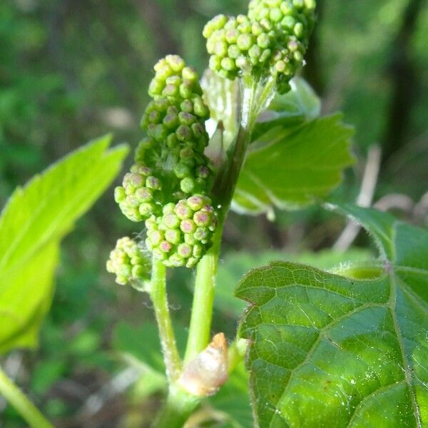 Vitis rupestris Cvet