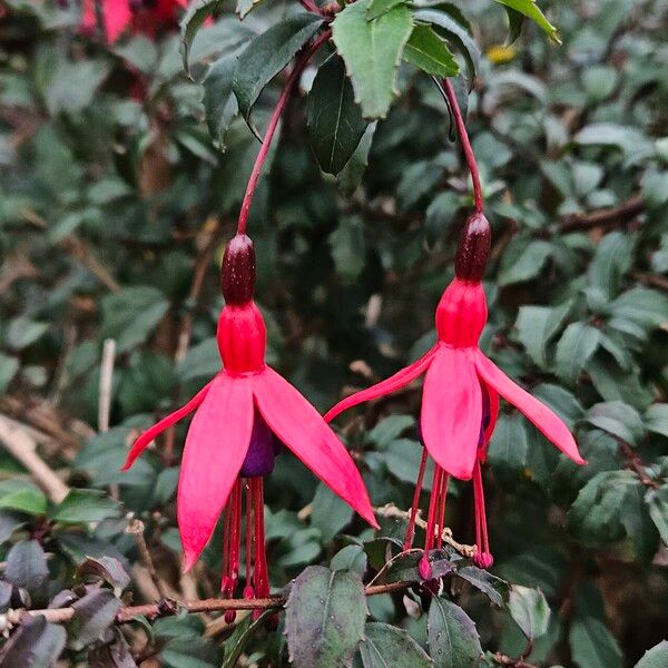 Fuchsia magellanica Fiore