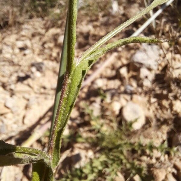 Centaurea melitensis Ліст