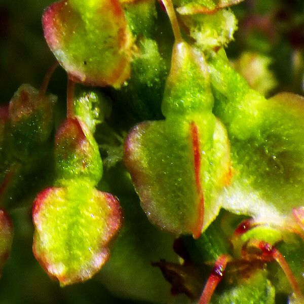 Rumex thyrsiflorus Fruit