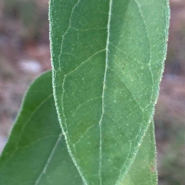 Helianthus hirsutus Leaf