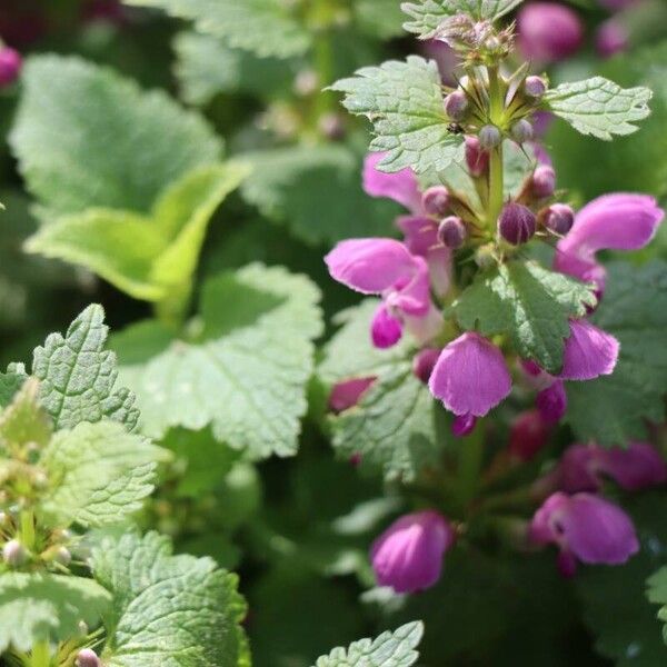 Lamium maculatum Cvet