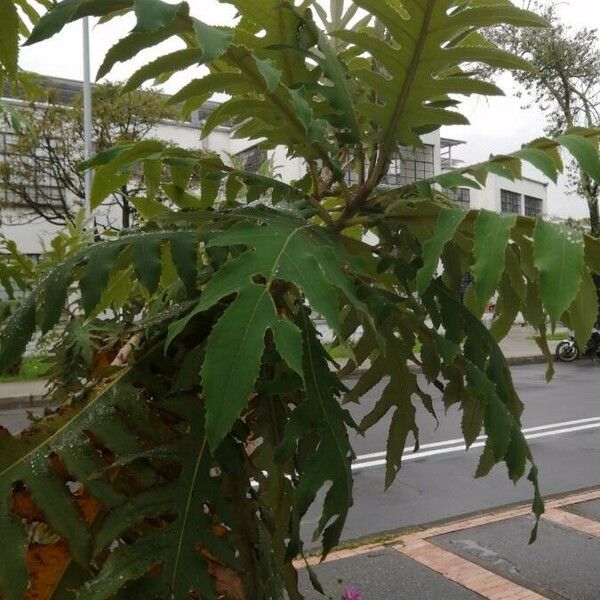 Bocconia frutescens Leaf