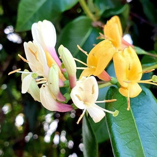 Lonicera caprifolium ফুল