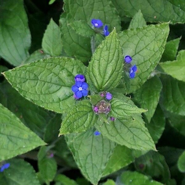 Pentaglottis sempervirens ফুল