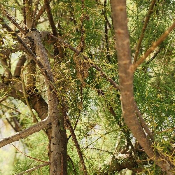 Tamarix ramosissima Bark