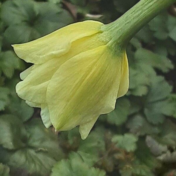 Narcissus triandrus Flower