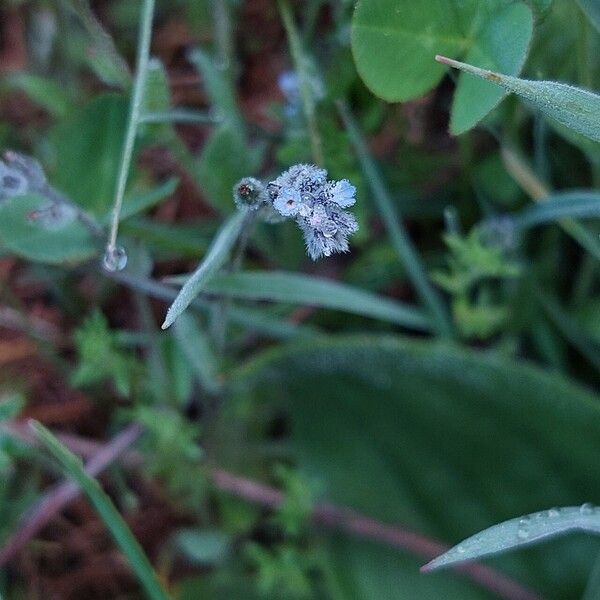 Myosotis stricta Flor