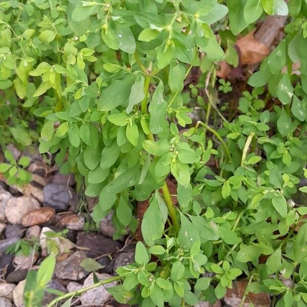 Euphorbia peplus Costuma