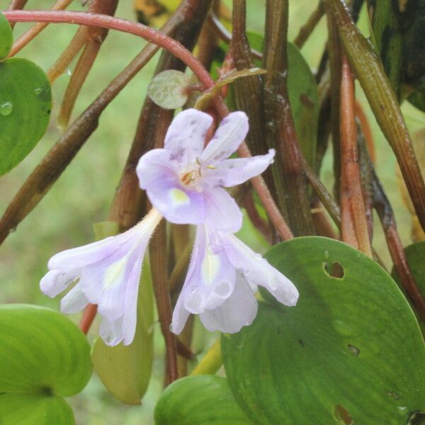 Heteranthera limosa Квітка