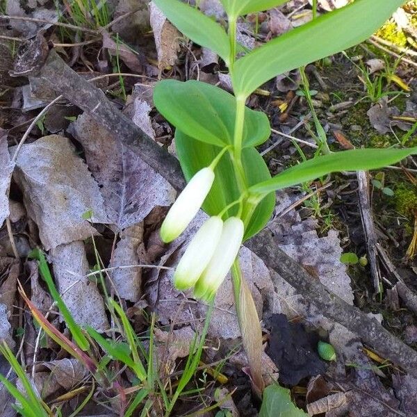 Polygonatum odoratum 花