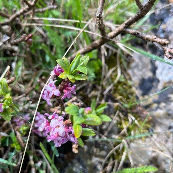 Daphne mezereum Цветок