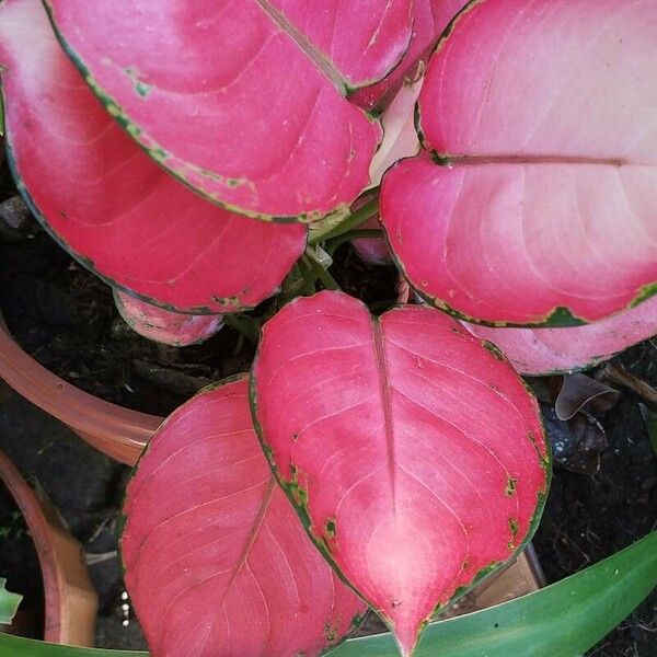 Aglaonema commutatum पत्ता