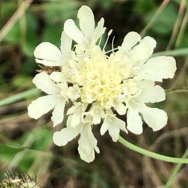 Scabiosa ochroleuca 花