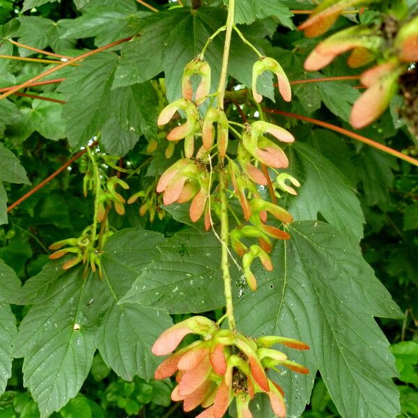 Acer pseudoplatanus Fruit