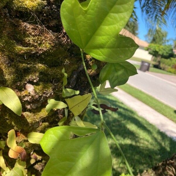 Passiflora lutea Folha