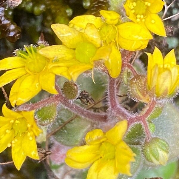 Aichryson villosum Λουλούδι