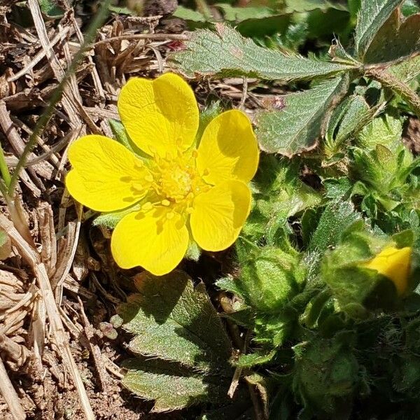 Potentilla verna Цвят