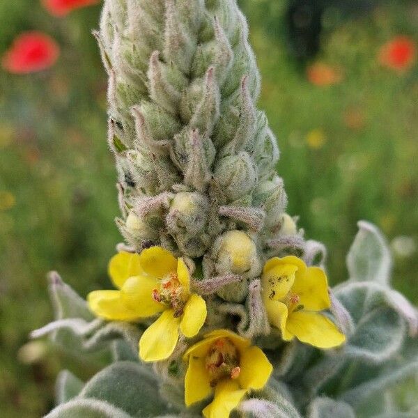 Verbascum thapsus Kukka