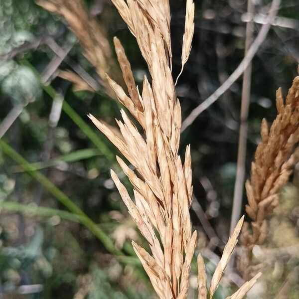 Bromus inermis Hedelmä