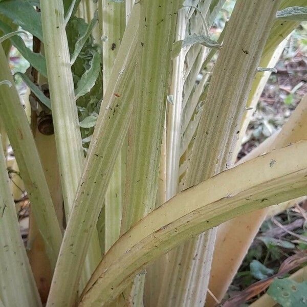 Cynara cardunculus autre