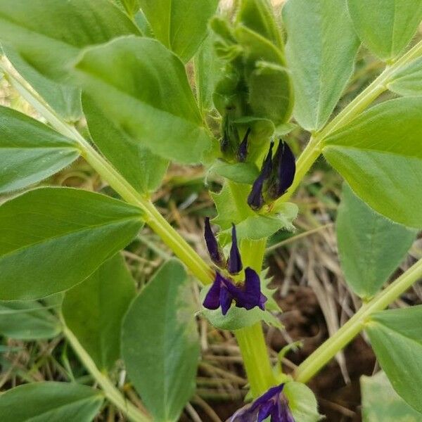 Vicia narbonensis Drugo