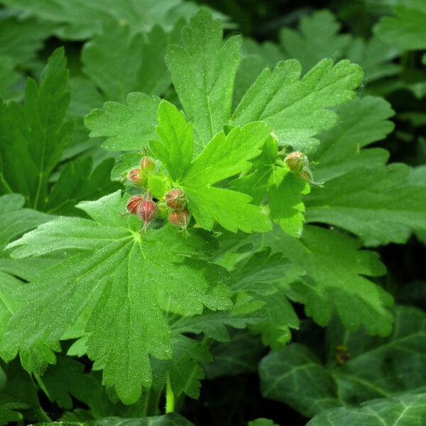 Geranium macrorrhizum Blüte