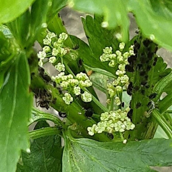 Apium graveolens Flor