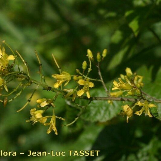 Sisymbrium strictissimum ᱵᱟᱦᱟ