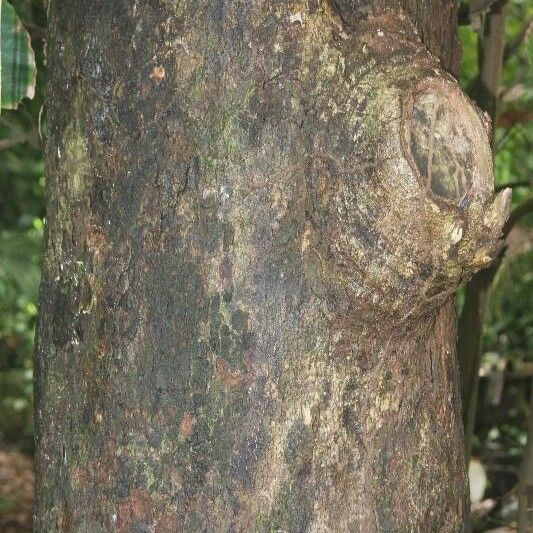 Andira inermis Bark