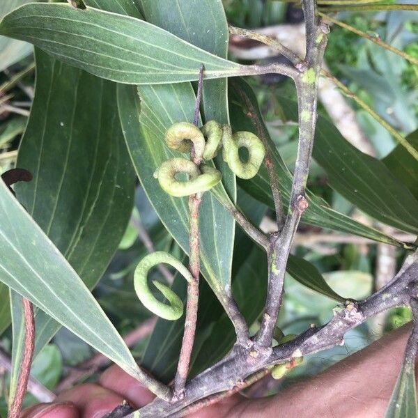 Acacia mangium Fruto