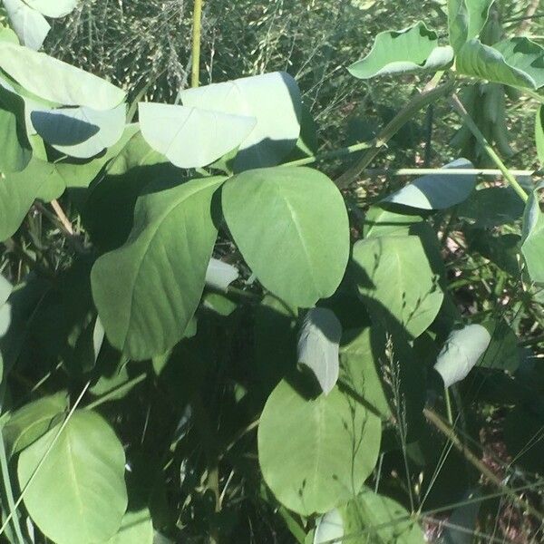 Crotalaria spectabilis Yaprak