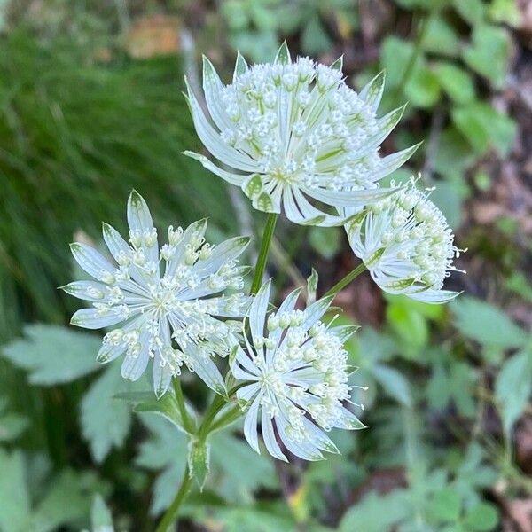 Astrantia major Žiedas