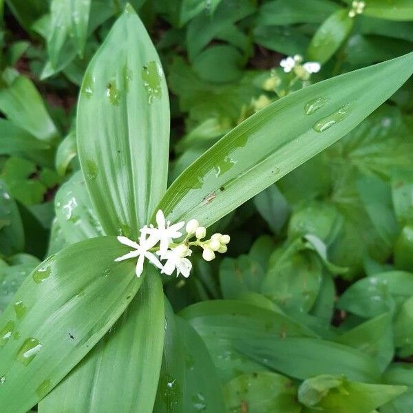 Maianthemum stellatum Flors