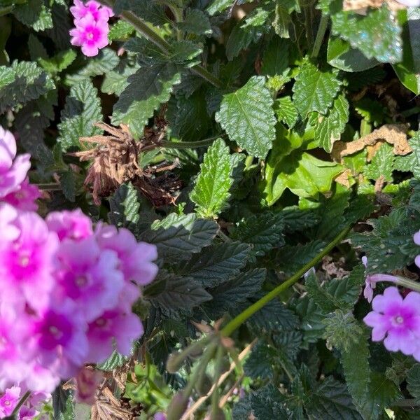 Verbena × hybrida Leaf