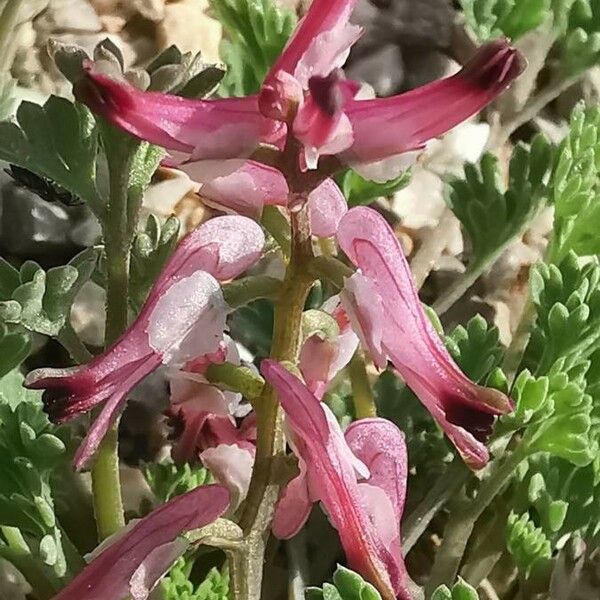 Fumaria bastardii Flower