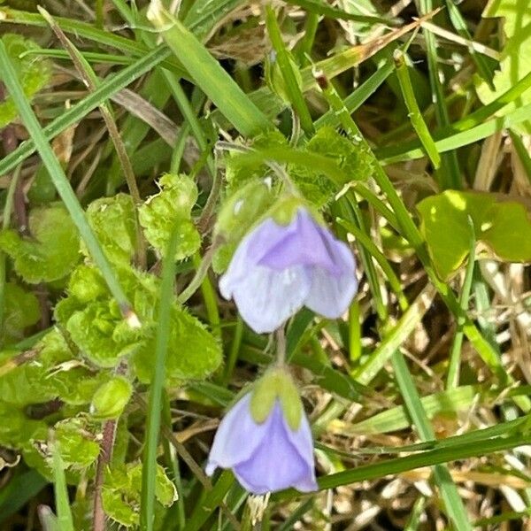 Veronica filiformis Flor