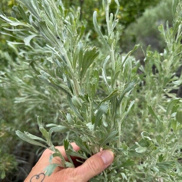 Artemisia tridentata Φύλλο