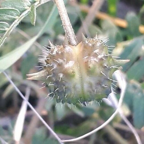 Tribulus terrestris Froito