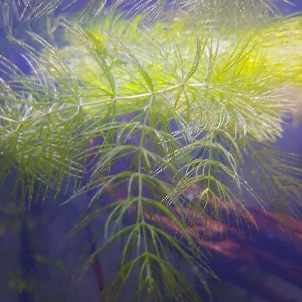 Ceratophyllum submersum Leaf